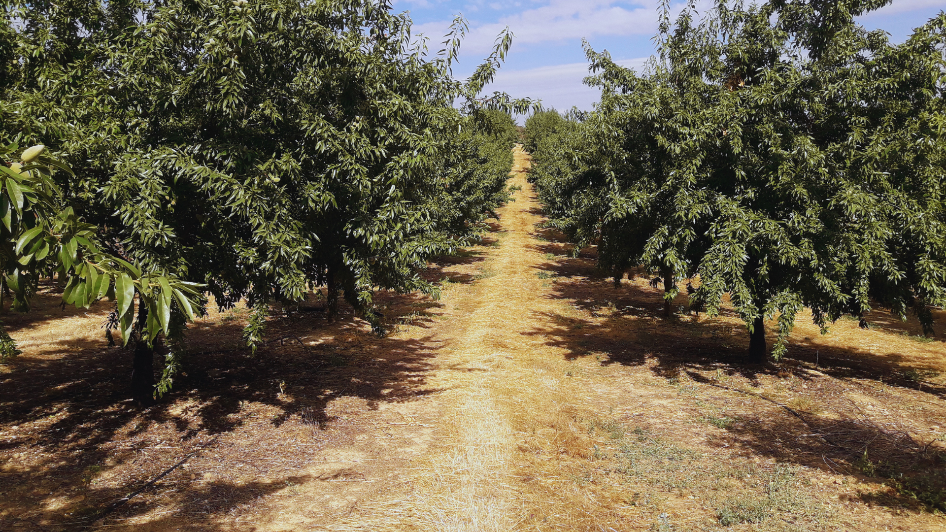 Camps de finques demostratives gestionades per Agriwater