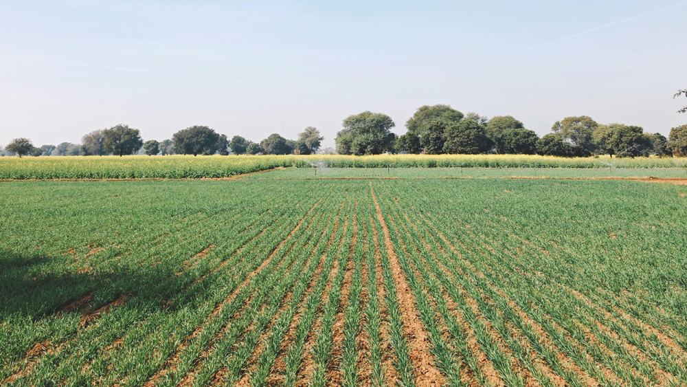 Finca demostrativa amb cultius gestionats per Agriwater