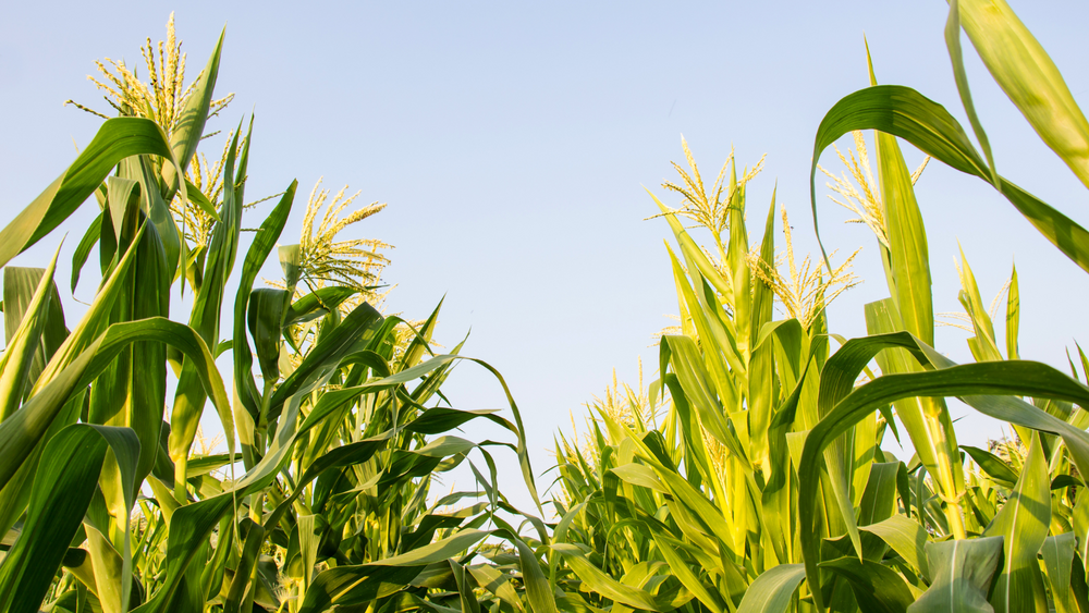 Treball de camp en una finca demostrativa d'Agriwater